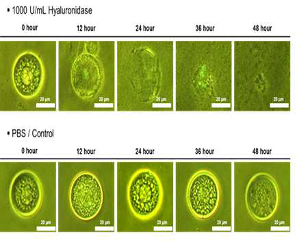 Docetaxel이 담지된 나노 입자의 hyaluronidase에 의한 생분해성 평가 사진