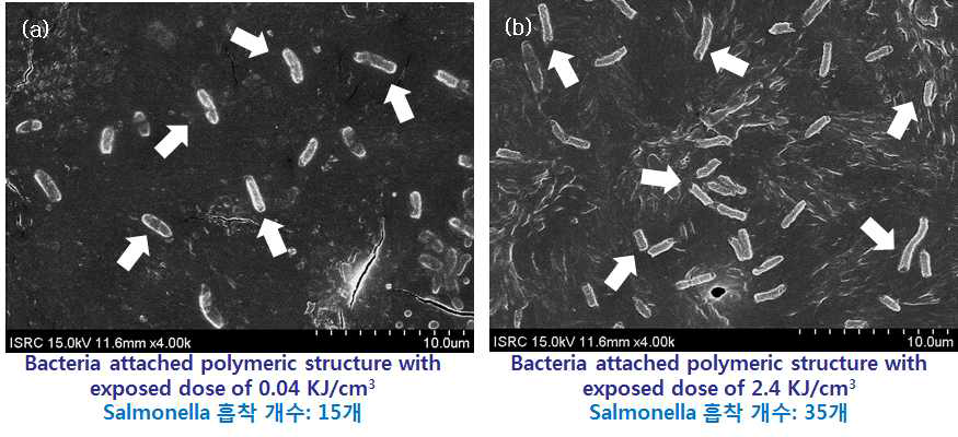 표면 porosity 변화를 이용한 Serratia marcescens 의 흡착 조절 실험 결과