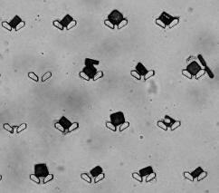 Microfluidic platform의 trapper에 마이크로 구조체가 trap된 모습