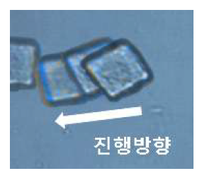 플라즈마 처리된 마이크로 구조체에 Serratia marcescens가 선택적으로 흡착된 경우