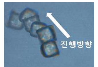 플라즈마 처리된 마이크로 구조체에 Serratia marcescens가 선택적으로 흡착된 경우