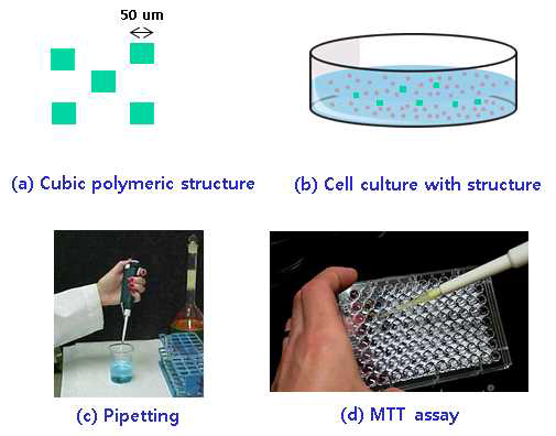 X-ray synchrotron 노광 공정으로 제작된 생분해성 구조체 마이크로 구조체의 생체적합성 평가 개념도