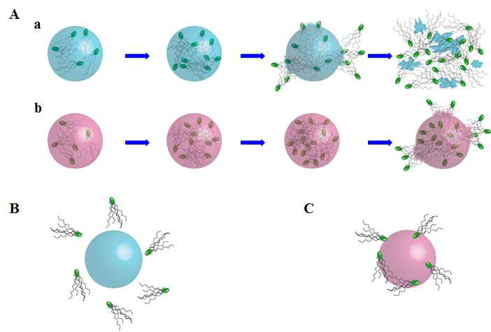 Bacterial release from alginate microbeads and attachment of S. typhimurim to alginate microbeads