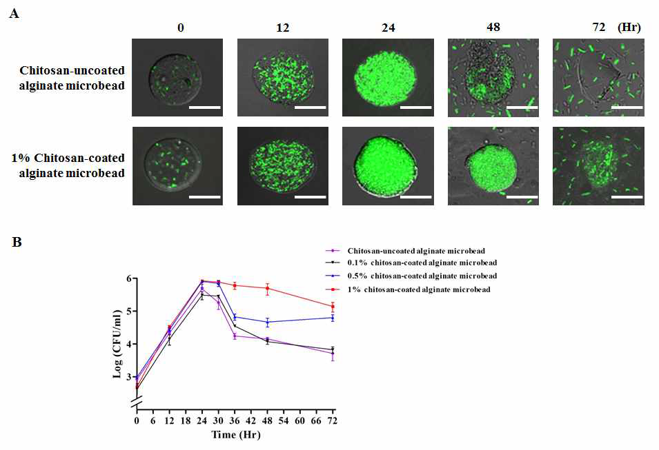 Enhancement of hardness of S. typhimurim-encapsulated alginate microbeads through the surface modification with chitosan