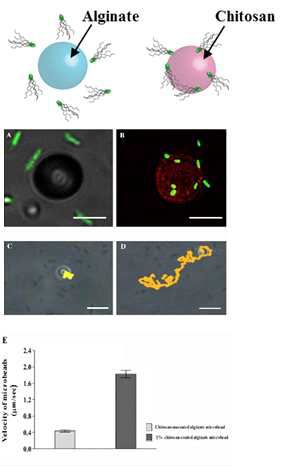 Comparison of motility of alginate microbeads by Salmonella actuation