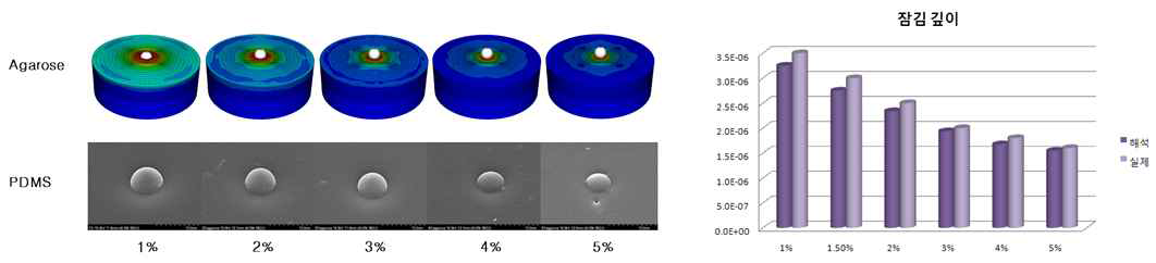 Agarose 농도에 따른 Microbead의 잠김 정도 비교