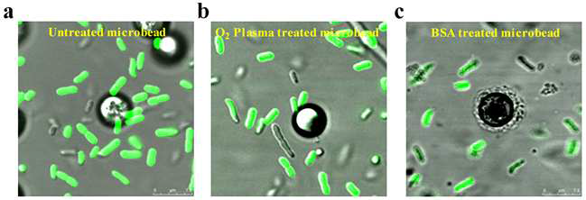 PDMS 상의 O2 plasma와 BSA에 의한 살모넬라 부착 저해 효과