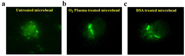 PDMS로 부터 분리된 microbead에서 O2 plasma와 BSA에 의한 살모넬라 부착 저해 효과
