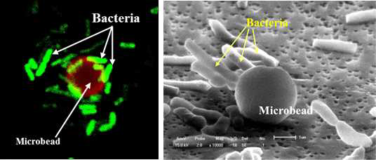 Development of bacteriobot using Streptavidin-Biotin conjugation