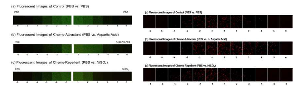 살모넬라/박테리오봇의 Web microfluidics channel 내에서의 주화성 평가