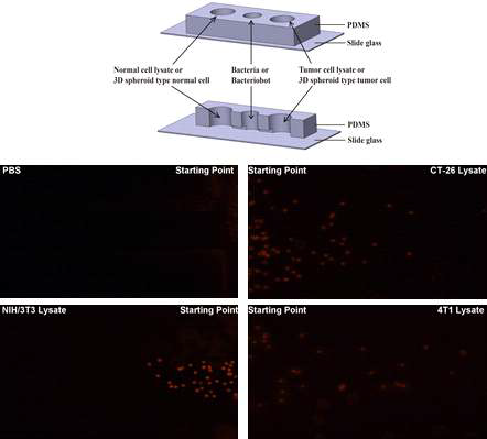 Evaluation of the tumor-targeting properties of bacteria and bacteriobots using gradient-generating microfluidic device