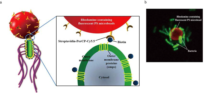 Development of bacteriobots using biotin-streptavidin conjugation