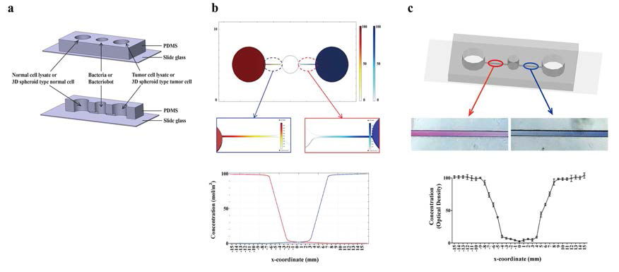 Schematic representation of gradient-generating microfluidic device for motility and velocity evaluations of bacteriobots