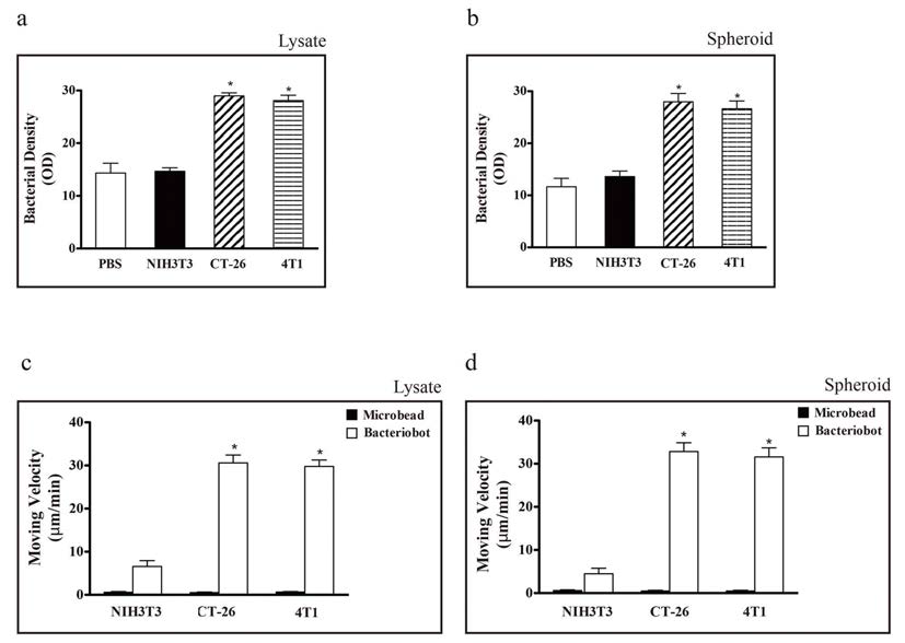 Evaluation of the tumor-targeting properties of bacteria and/or bacteriobots using cell lysates and 3D cell spheroids in a gradient-generating microfluidic device