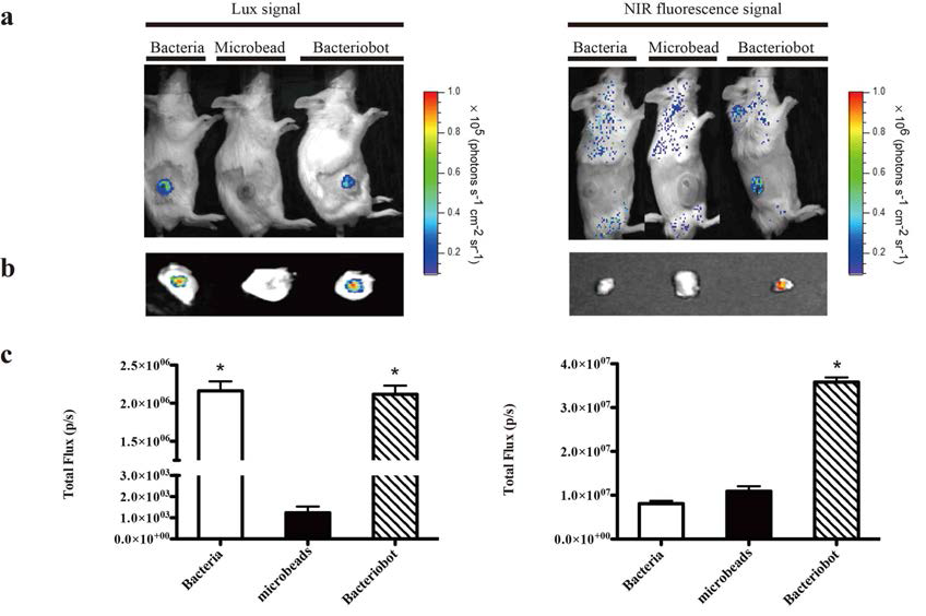 Tumor targeting and localization of bacteriobots in a syngeneic mouse tumor model (Lux signal; bacteria, NIR signal; microbead)