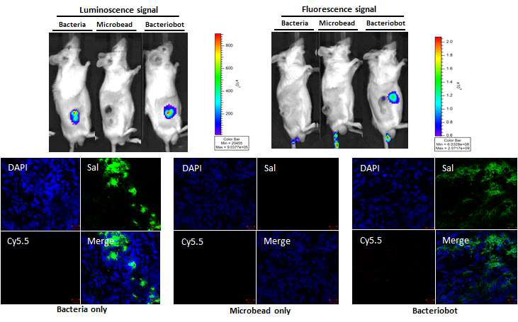 Tumor targeting effect of anti-cancer agent containing bacteriobot