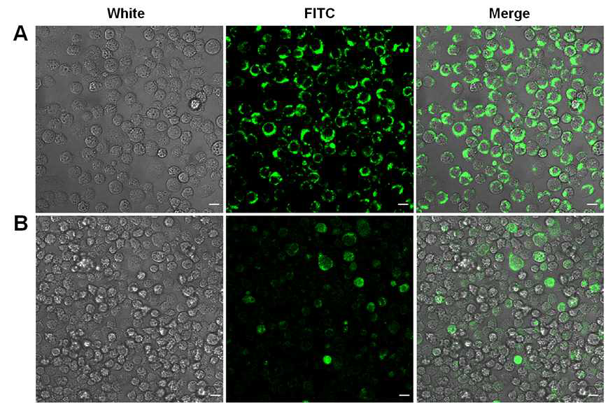 이미징이 가능하도록 단핵구의 FITC 염색 및 안전성 확인 (A-24시간 배양 후, B-48시간 배양 후 confocal imaging)