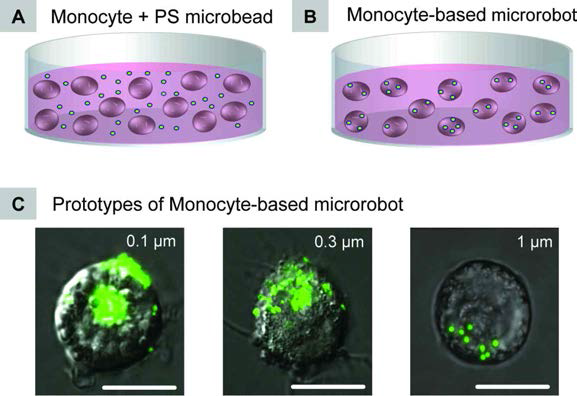 Fabrication procedure of monocyte-based microrobot and prototypes of monocyte-based microrobot