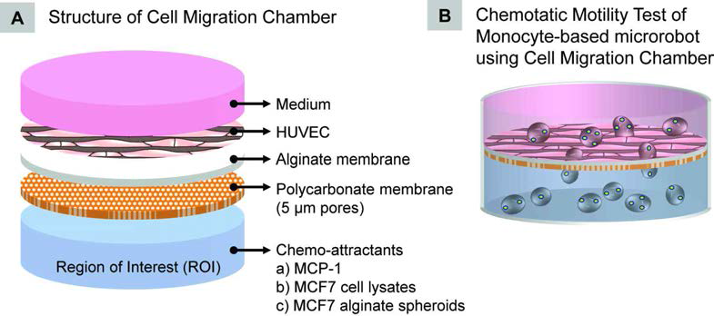 The development of cell migration chamber for evaluation of transmigrating ability of monocyte-based microrobot