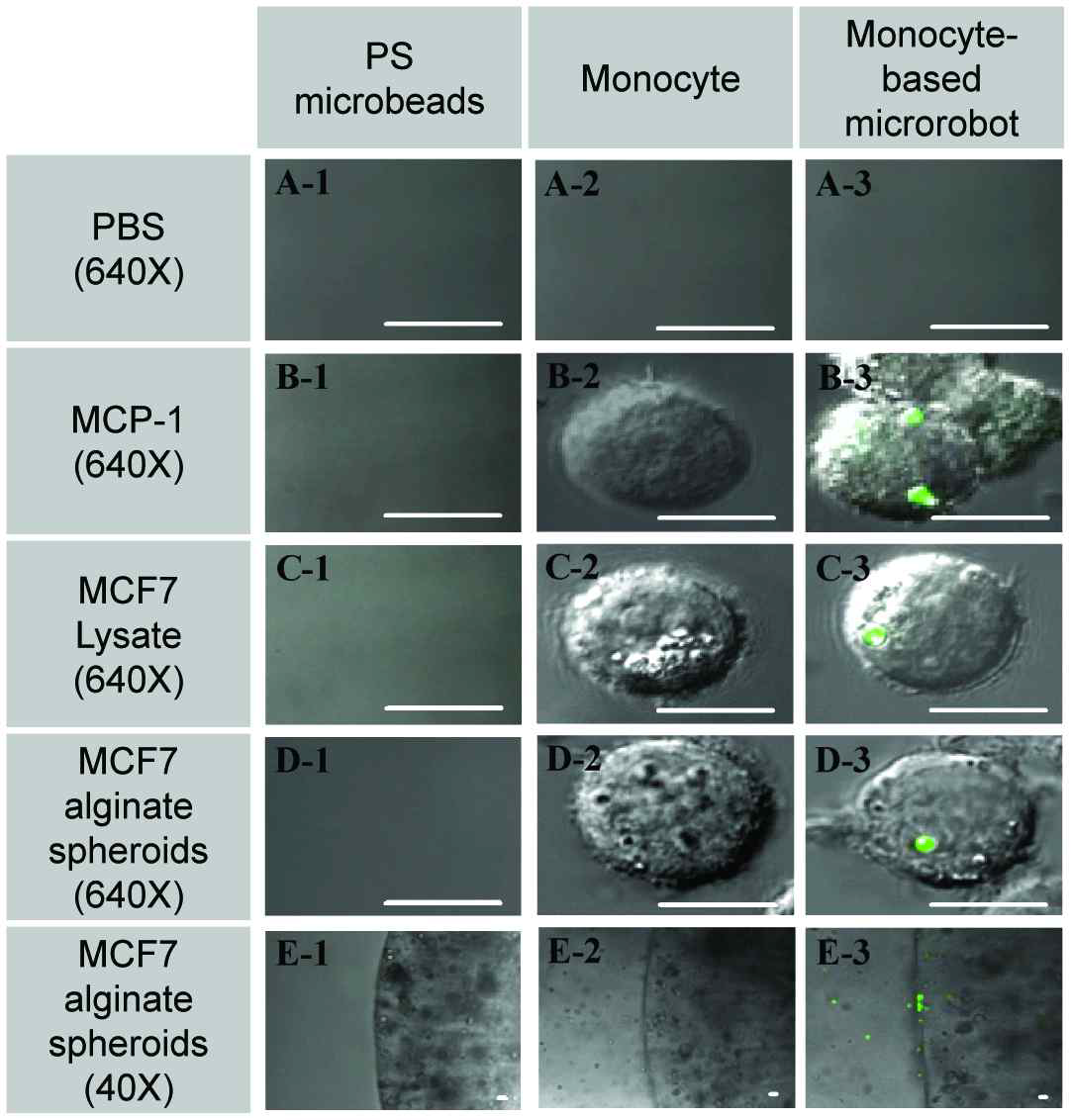 Confocal microscopic images of blood vessel-transmigrated tumor-targeting properties of the monocyte-based microrobot