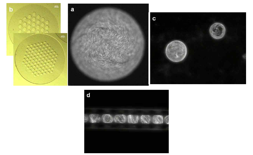 Experimental results of active emulsions