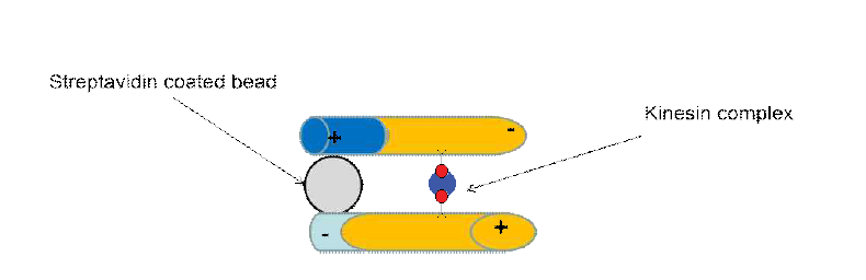 Schematic diagram showing the assembled microtubules