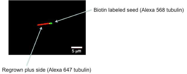 Experimental result of microtubules decorated at minus end