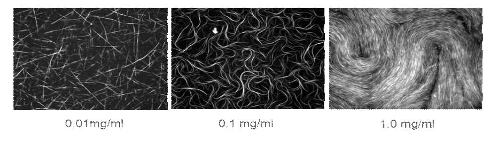 Different behavior of microtubules depending on concentration.