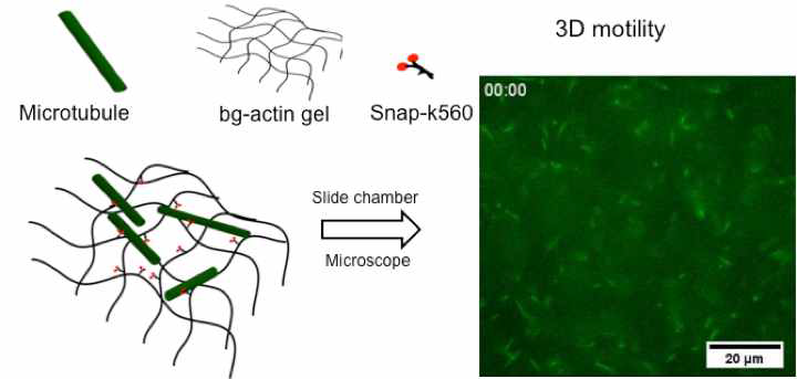 3D motility of microtubules in 3D hydrogel network.