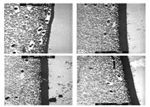 Bacterial attachment on Chitosan-coated alginate bead.