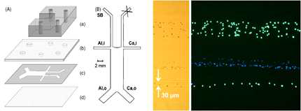 Cell micropatterning using microfluidic devices.