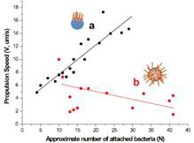 Enhancement of bacteria-actuated microrobot’s speed by number of bacterial attachment to microstructures