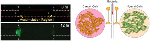 Bacterial chemotaxis assay using cell-contained microchambers