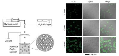 Development of Ad-encapsulated alginate beads.