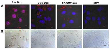 Cell viability test of folic acid conjugated CMV-DOX