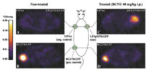 Imaging of U87 p53 / TKGFP cell with BCNU (1,3-bis(2-chloroethyl)-1-nitrosourea).