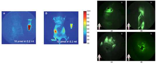 Biological imaging of tumor bearing mice with indocyanine green.