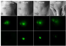 in-vivo imagins using Surface enhanced Raman scattering (SERS) - active nanoparticles