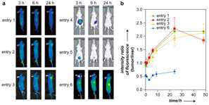 In-viov images of time dependently induced NIRF-labeded lactosome on tumor bearing mice