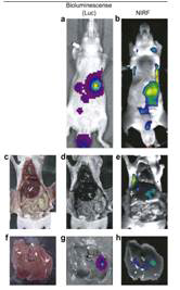 Bright field, luciferin bioluminescence, and ICG fluorescence images on the liver of tumor bearing mice