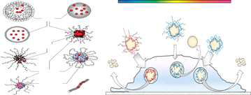 Tumor targeting of drug-loaded macrophages.