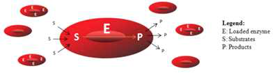 Enzyme loaded RBC concept for long circulating bioreactor