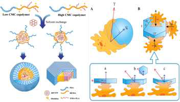 Interaction of self-assembled amphiphilic copolymer and macrophage