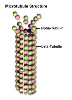 Schematic diagram showing the structure of microtubule.