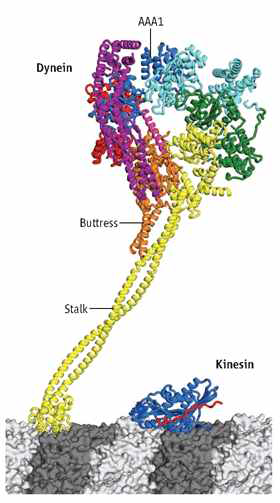 Comparison of the dynein and kinesin crystal structures. The first crystal structures of dynein and kinesin were published by Carter et al., 2011, and Kull et al., 1996. Image from Spudich, J.A., Science 2011 331: 1143.