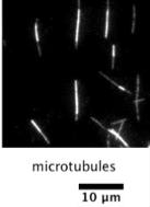 Microtubules sliding by kinesin molecular motors.