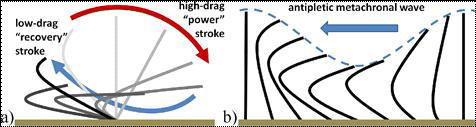 Schematic diagram showing the mechanism of metachronal wave