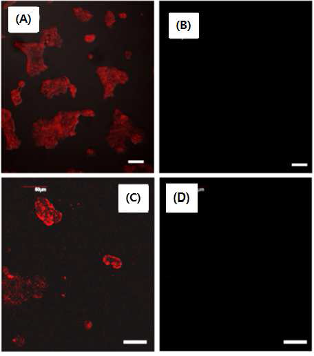 EB-PMO 화학센서와 함께 배양된 MCF-7 세포를 공초점 현미경으로 관찰한 결과. ((A) 수은 이온 부재 시, (B) 수은 이온 존재 시, (C) 철 이온 부재 시, (D) 철 이온 존재 시)
