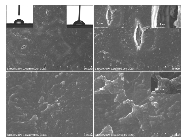HR-SEM Images of C. japonica leaf (back side) dried at room temperature.