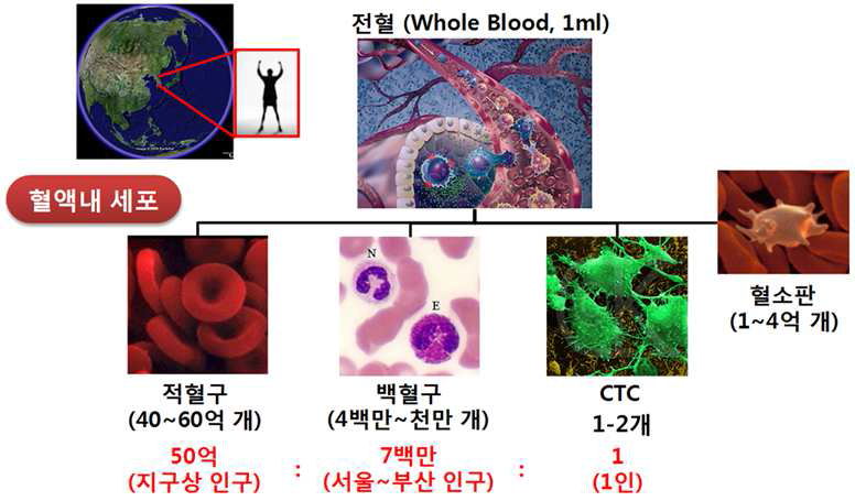혈액 내 세포분포 및 혈중암세포의 희소성